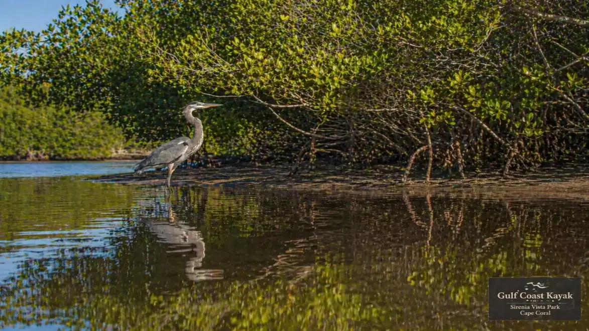 A heron stands in calm water in front of lush green mangroves, reflecting in the water.