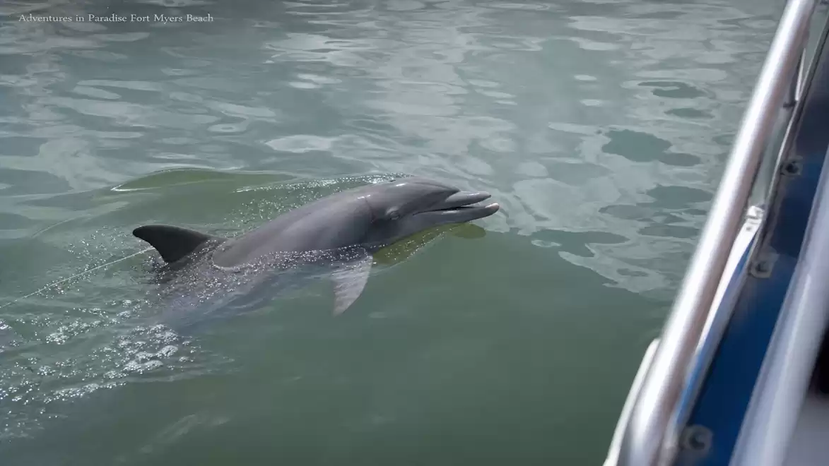 A dolphin swimming next to a boat on calm water.