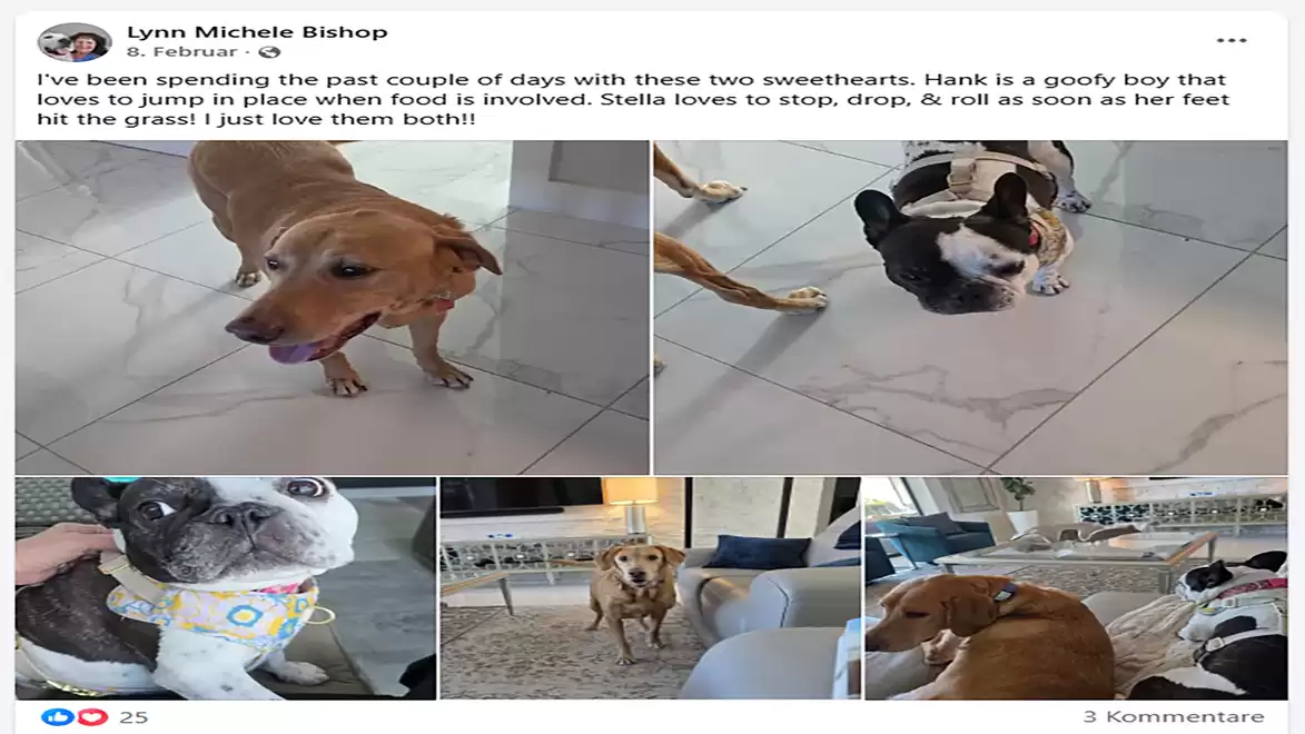 A collage of dogs in a house. A large, brown dog stands on a light floor, while a small, black and white dog with short legs stands next to it. Another small dog wears a colorful bandana. In the background, a living room is visible.