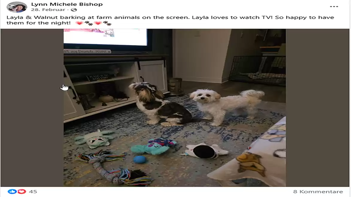 Two small dogs stand in front of a TV with toys on the carpet. One of the dogs is barking at the TV, which shows farm animals.