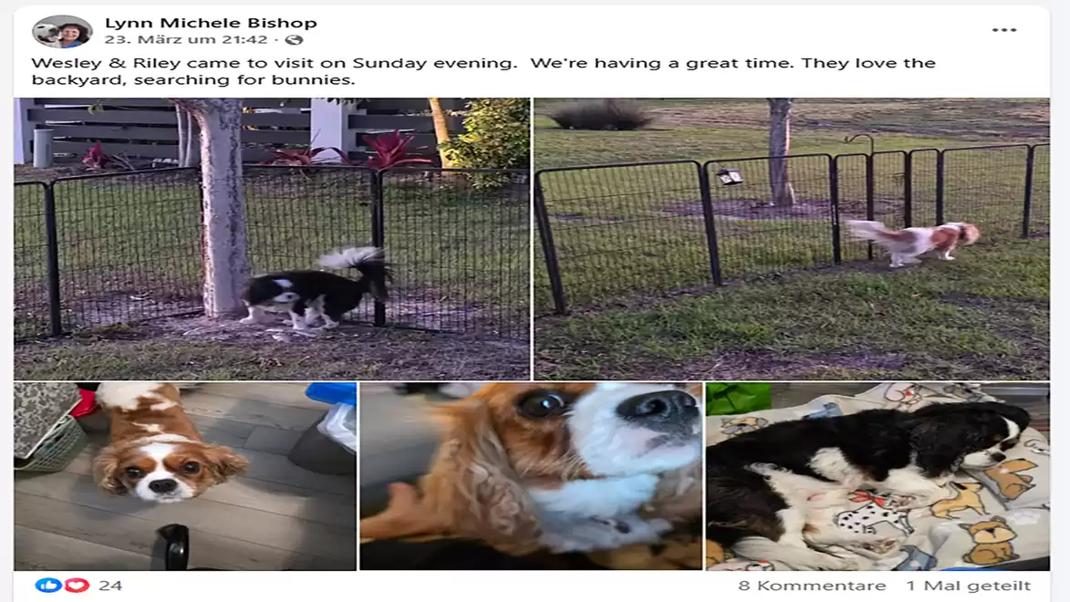 Four images of dogs in a garden with a metal fence. Two dogs playing on the grass and having fun. Close-ups of the dogs inside the house.