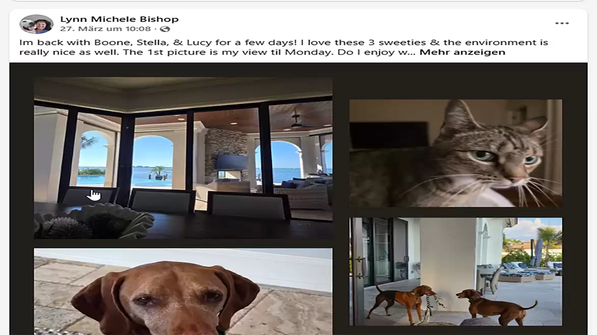 Indoor scene with a view of the sea and a gray tabby cat; close-up of a brown dog and two dogs outside with a garden view.