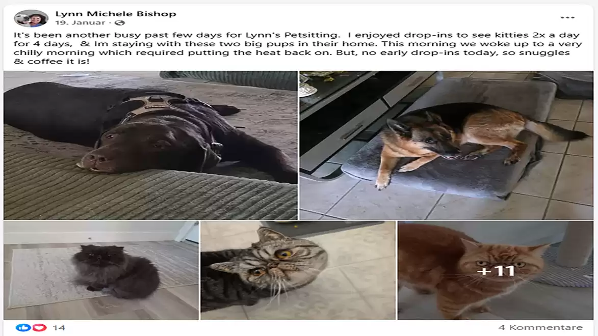 A collage of pets, featuring two large dogs and several cats. The dogs are lying on a sofa, while the cats are relaxing on various surfaces in the house.