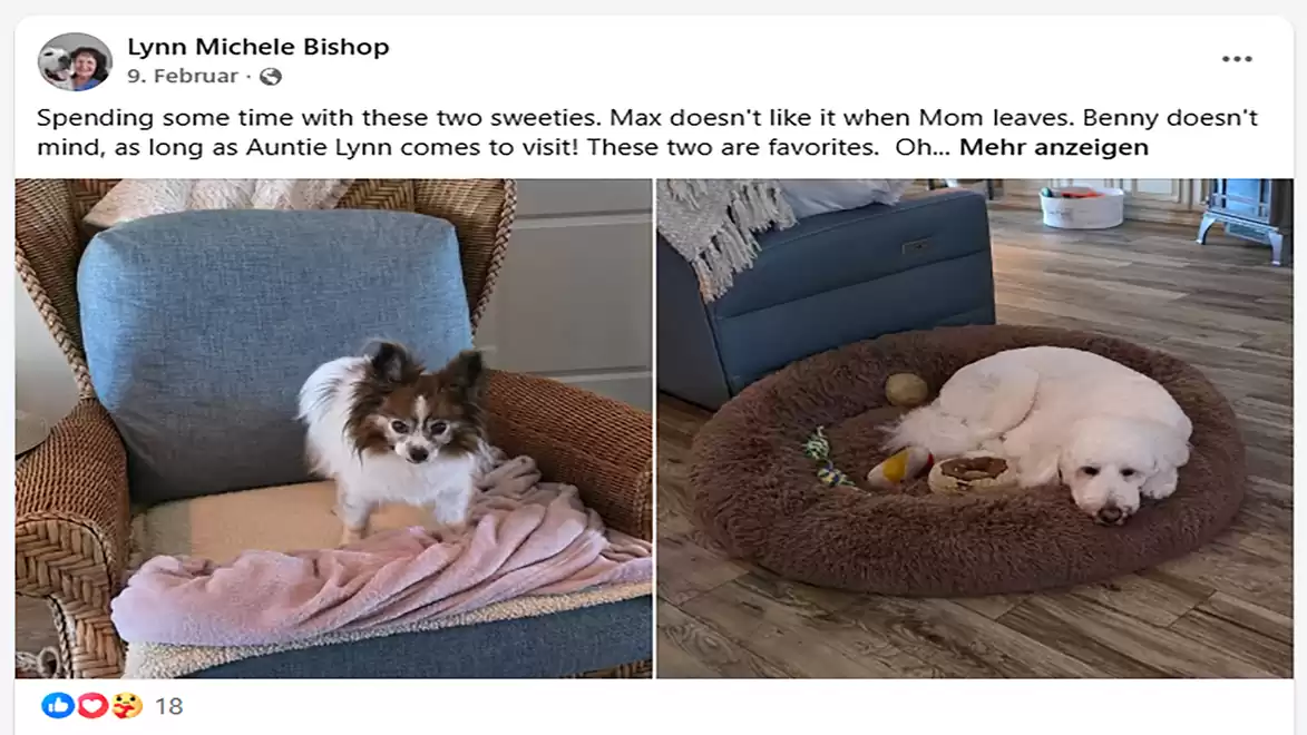 Two dogs on chairs and a dog bed. Left, a small dog on a cushioned chair with a blanket, right, a white dog sleeping in a round dog bed.