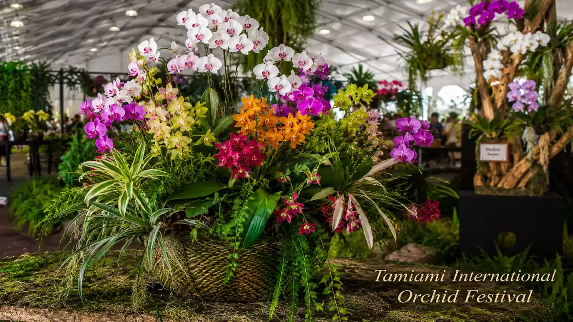 A vibrant flower display features a variety of orchids in different colors, including pink, purple, yellow, and white, artfully arranged in a braided basket. The Tamiami International Orchid Festival is visible in the background.