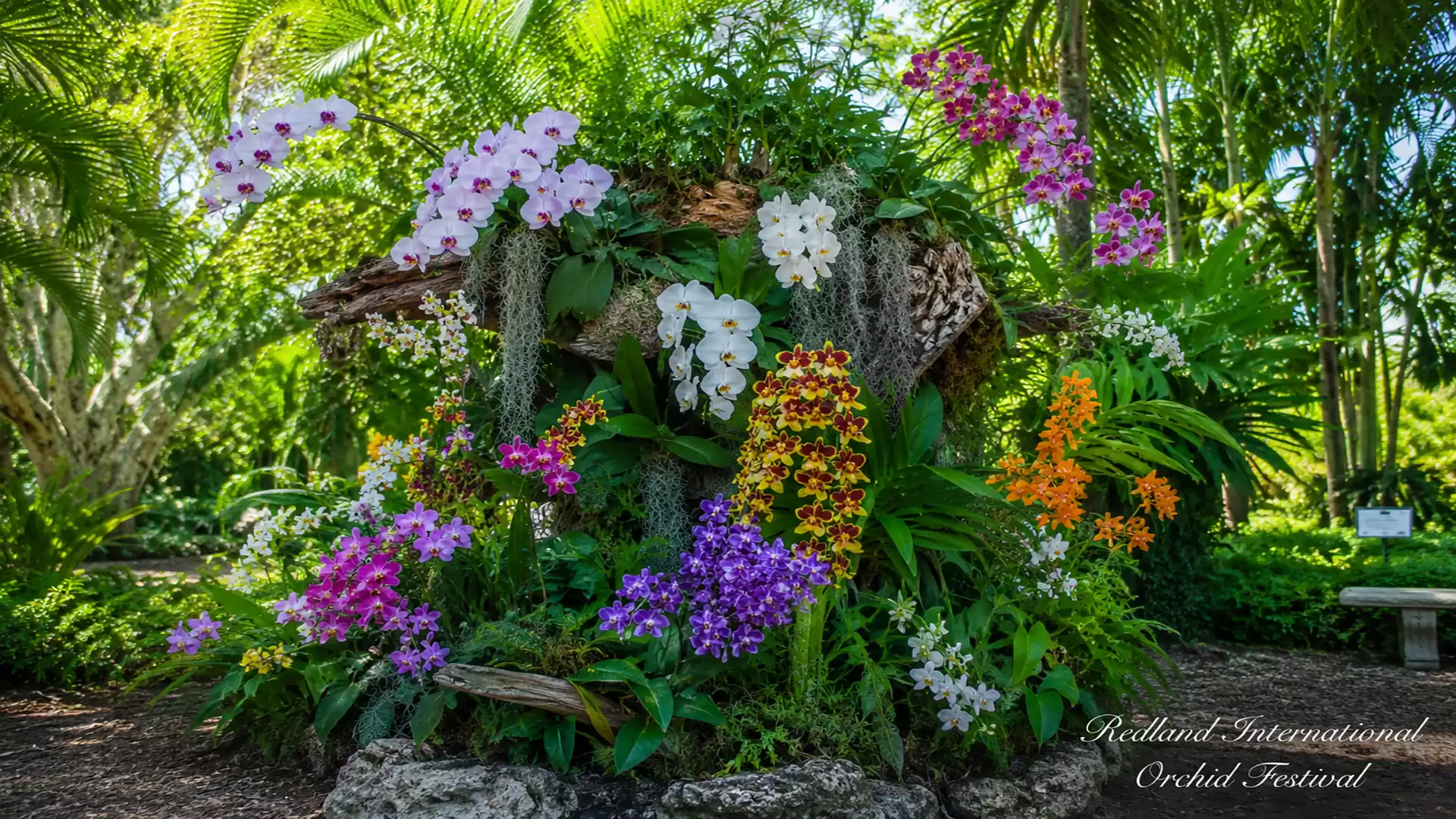 A lush arrangement of colorful orchids in a tropical garden, surrounded by green palm trees.