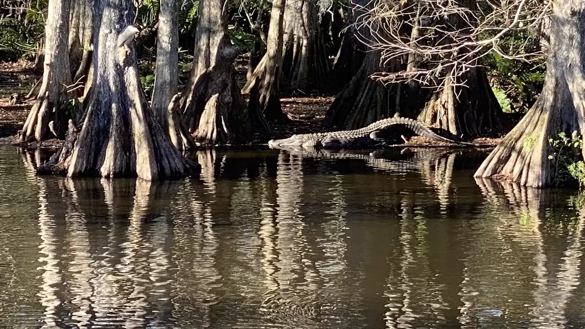 An alligator rests on a log in the water, surrounded by bald cypress trees in a swamp area.