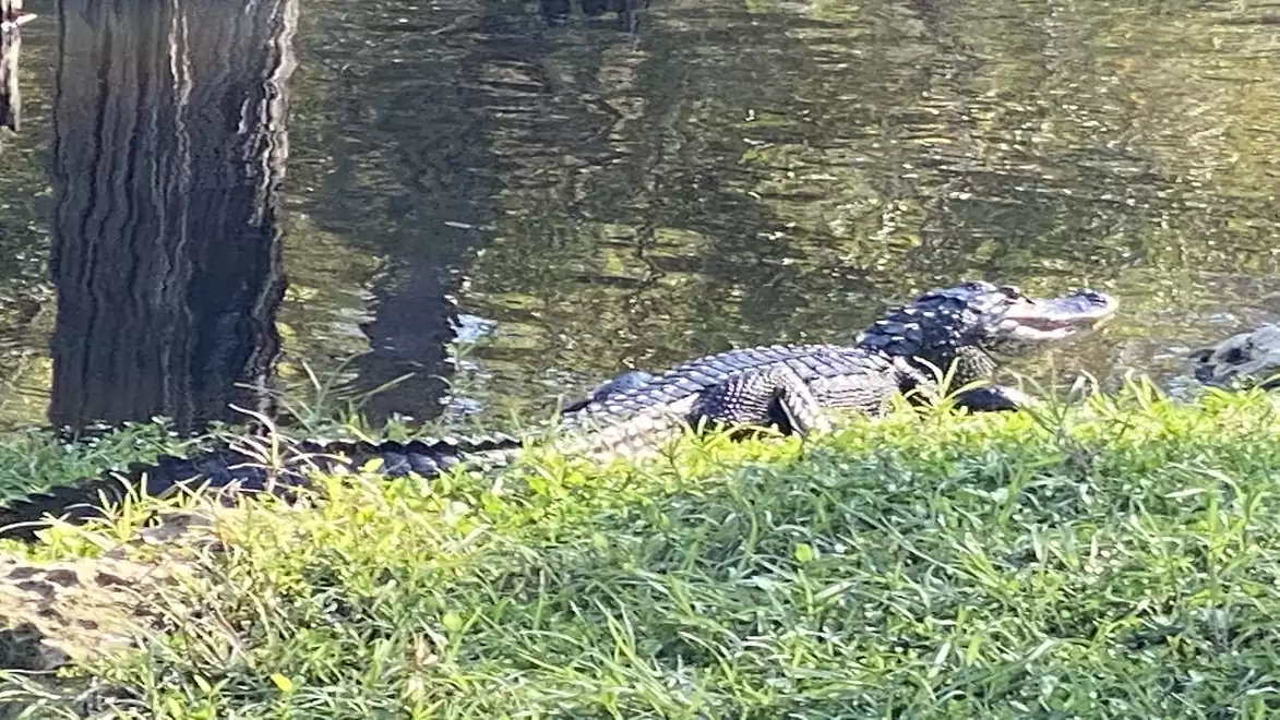 An alligator is lying on the bank of a body of water enjoying the sun. In the background, water and a tree trunk are visible.