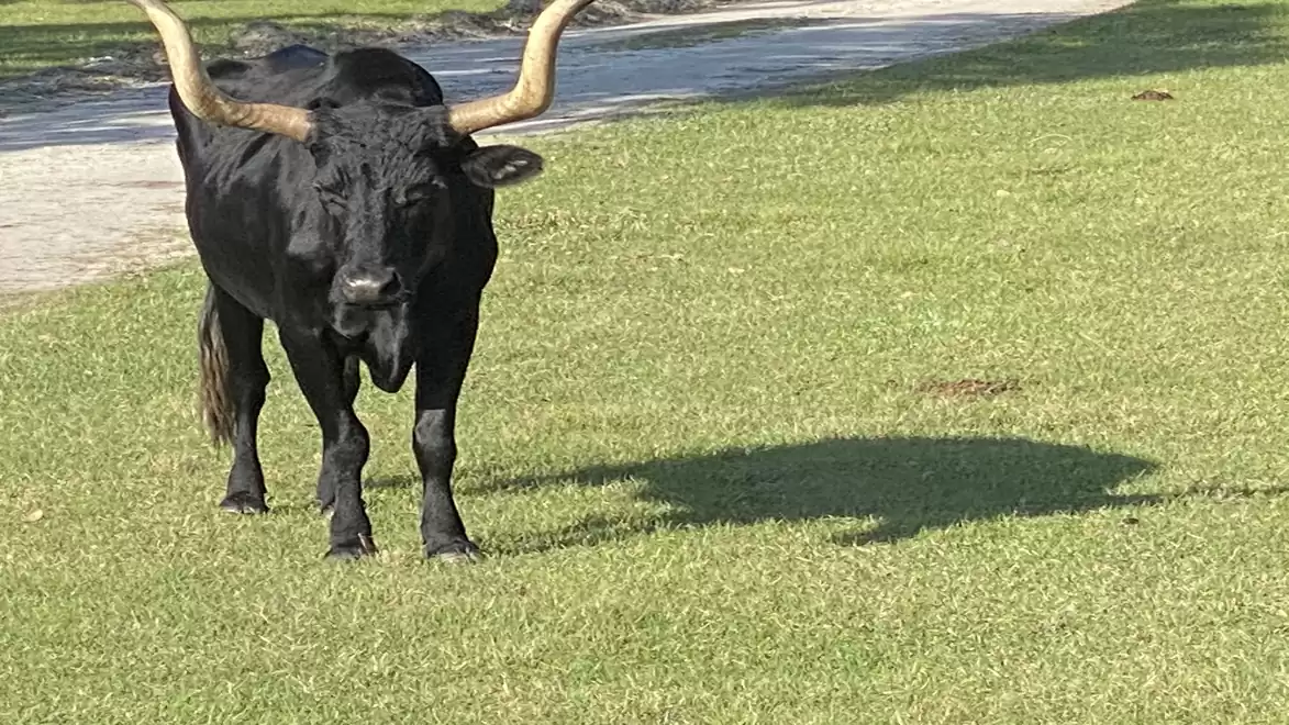 A black bull with large horns stands on a green lawn. A path is visible in the background.