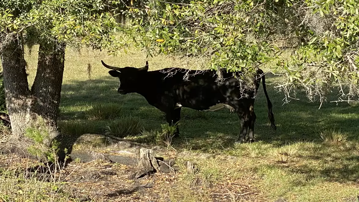 A black cow with long horns stands on a green meadow under a tree, surrounded by shadow and sunlight.