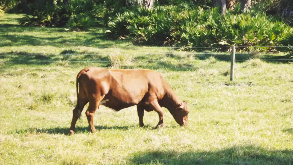 Brown cow grazing in a green field under a blue sky.