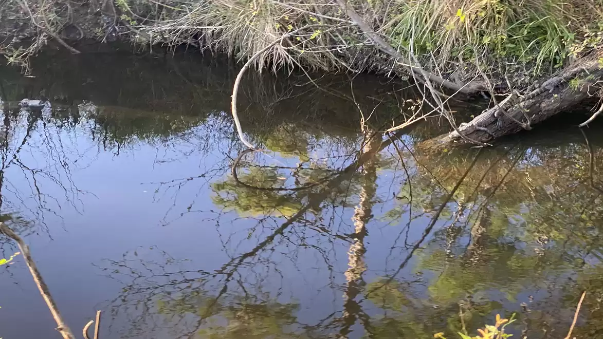 A calm river with a clear water surface reflecting trees and shrubs, surrounded by dense vegetation.