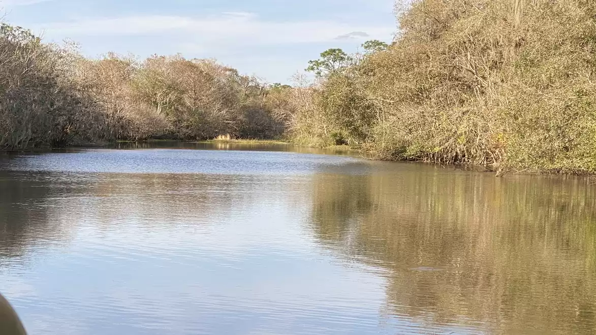 A calm river surrounded by dense trees on a sunny day.