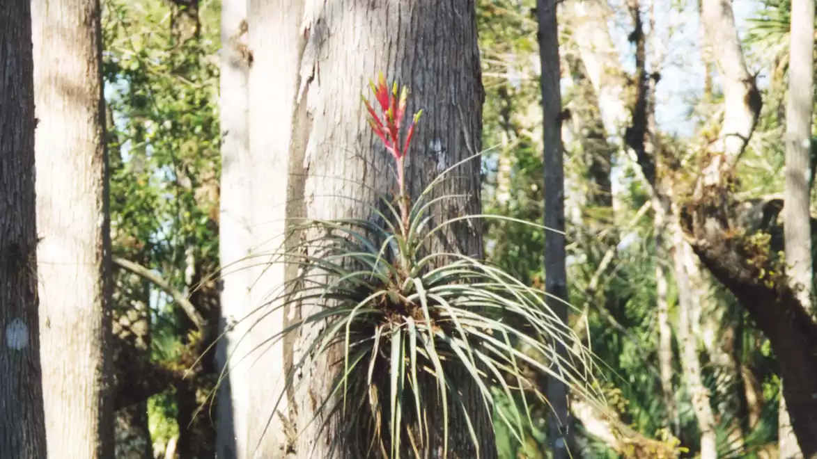 A colorful bromeliad growing on a tree trunk in a dense forest.