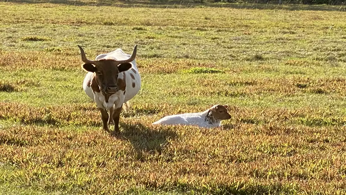 A cow stands next to a lying little cow on a field under a blue sky.