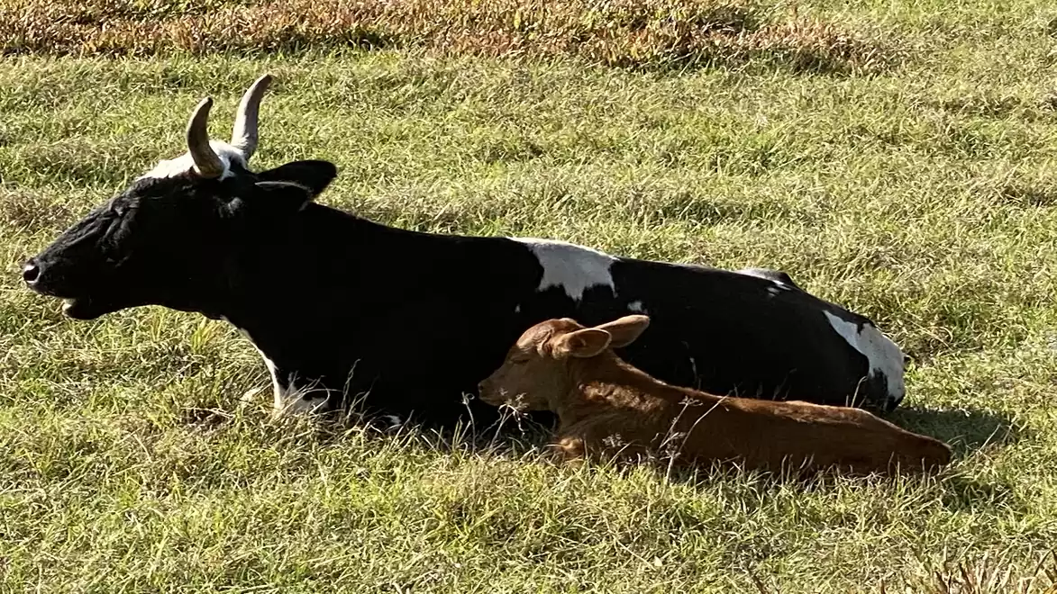 A black and white cow lying on a green meadow with her brown calf beside her.
