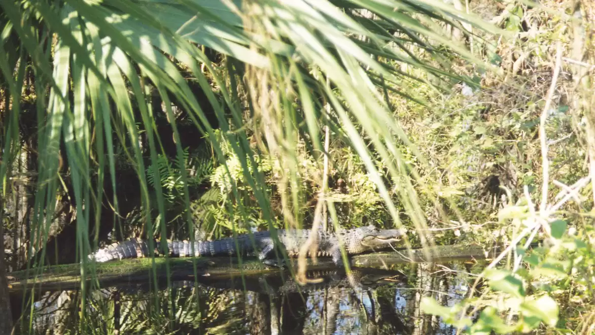 A crocodile rests on a log in the sunny jungle, surrounded by lush vegetation.