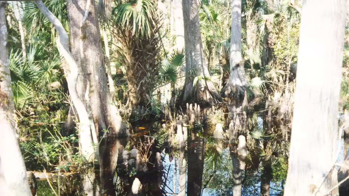 A dense swamp forest with tall trees and palms reflecting in the still water.