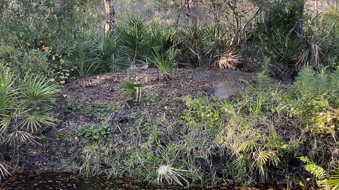Dense bush vegetation on the bank of a small body of water in a thick forest area.