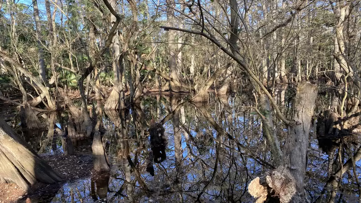 A dense forest with bare trees is reflected in a calm body of water. The scene is characterized by serene, natural beauty.