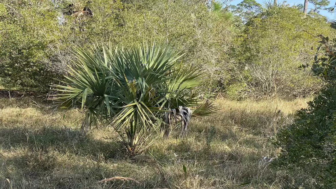 A grassy field with a small palm shrub in the center, surrounded by trees in the background.