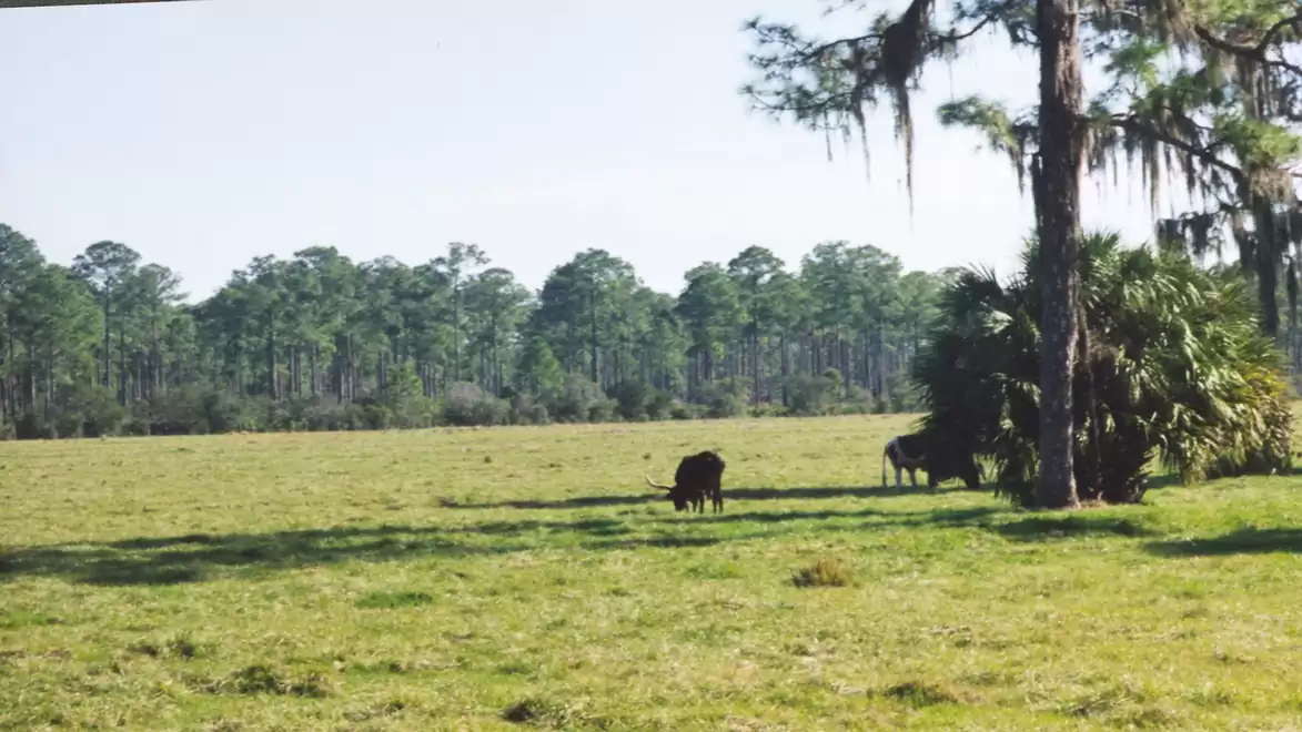 Vast green meadow with trees in the background and two cows grazing under a tree for shade.
