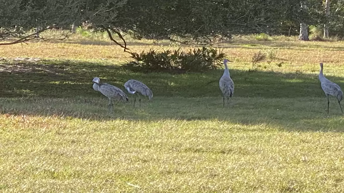 A group of cranes standing on a lawn under a tree.