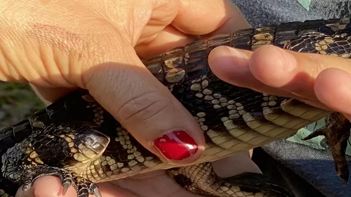 Close-up of hands holding a small crocodile.