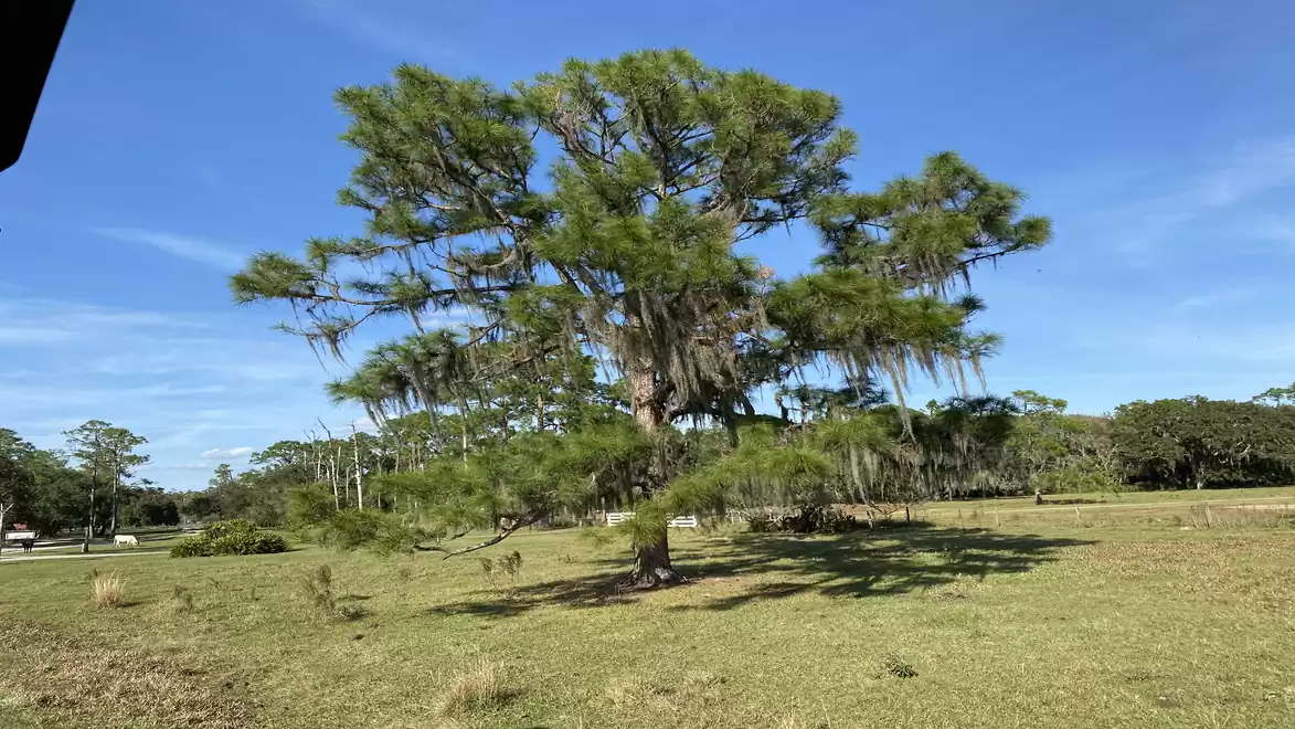 Large tree with hanging moss on a grassy field under a clear blue sky.