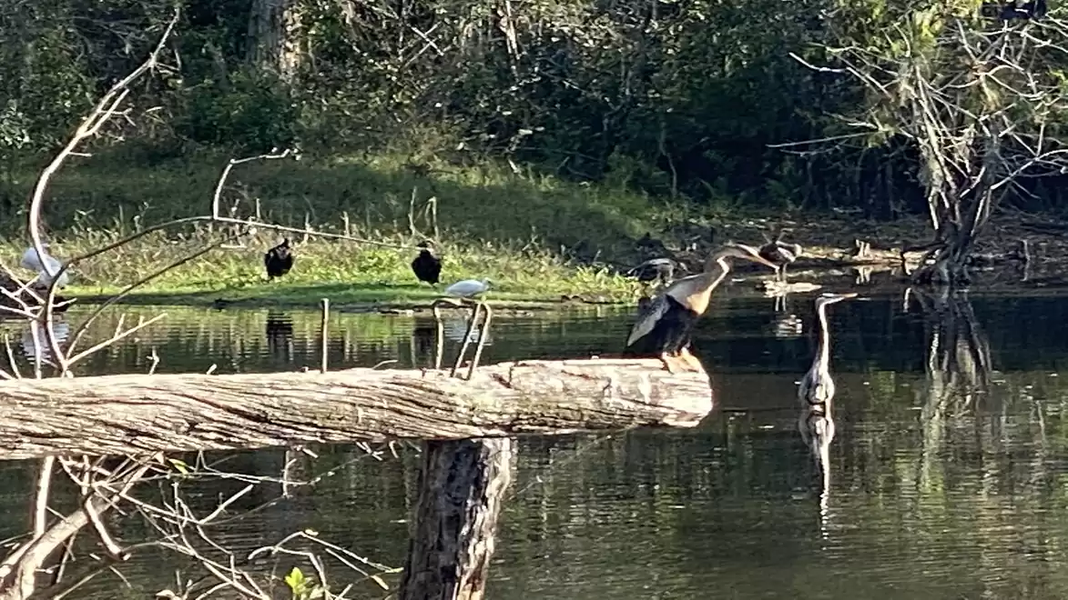 A natural pond with wild birds on branches and forest vegetation in the background. Birds are resting on a log above the water.