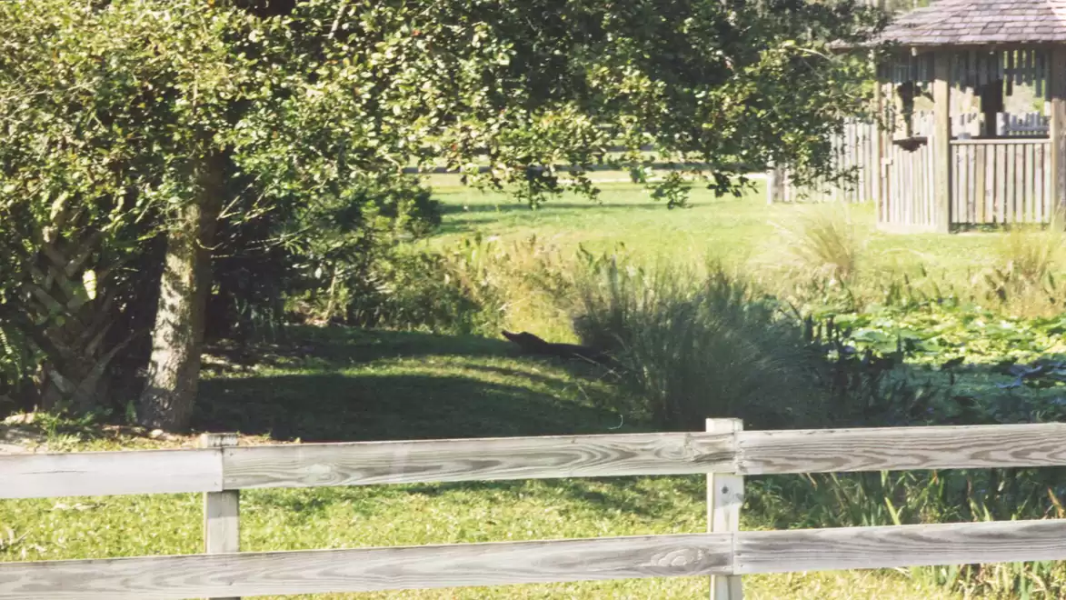 A peaceful rural garden with a wooden fence in the foreground, trees, a meadow, and a small pond in the background.