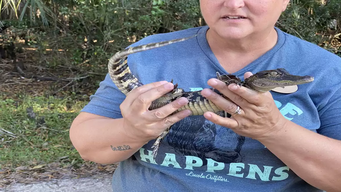 Person in blue shirt holding a small crocodile. Background with green plants.