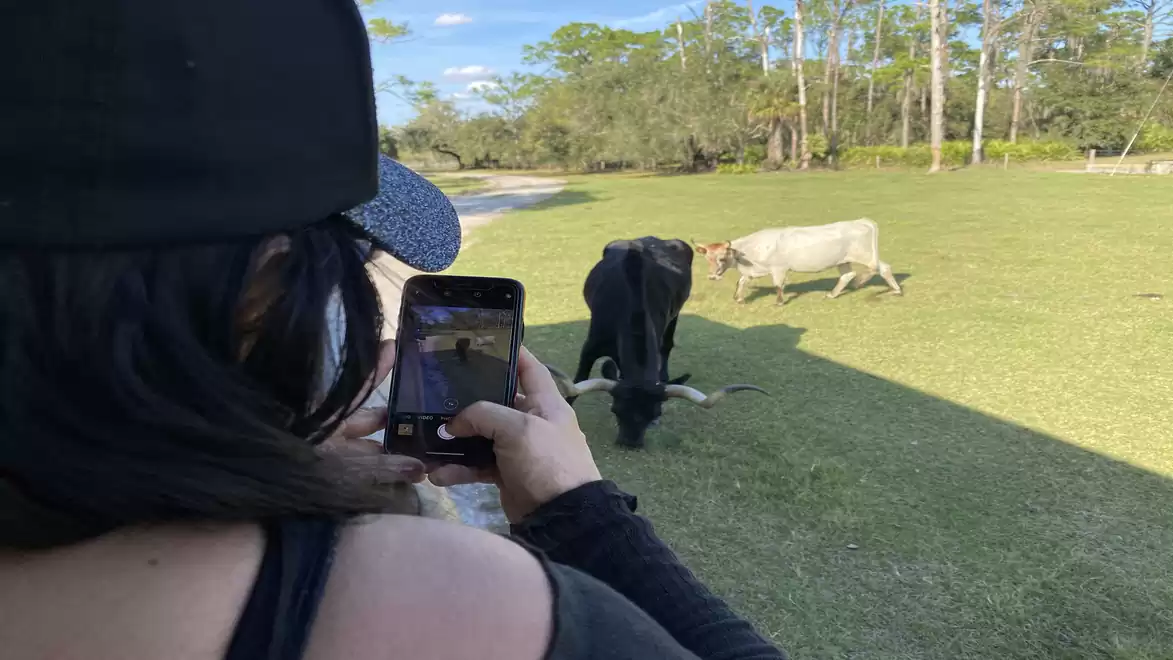 A person takes a photo of cows on a green field with their phone.