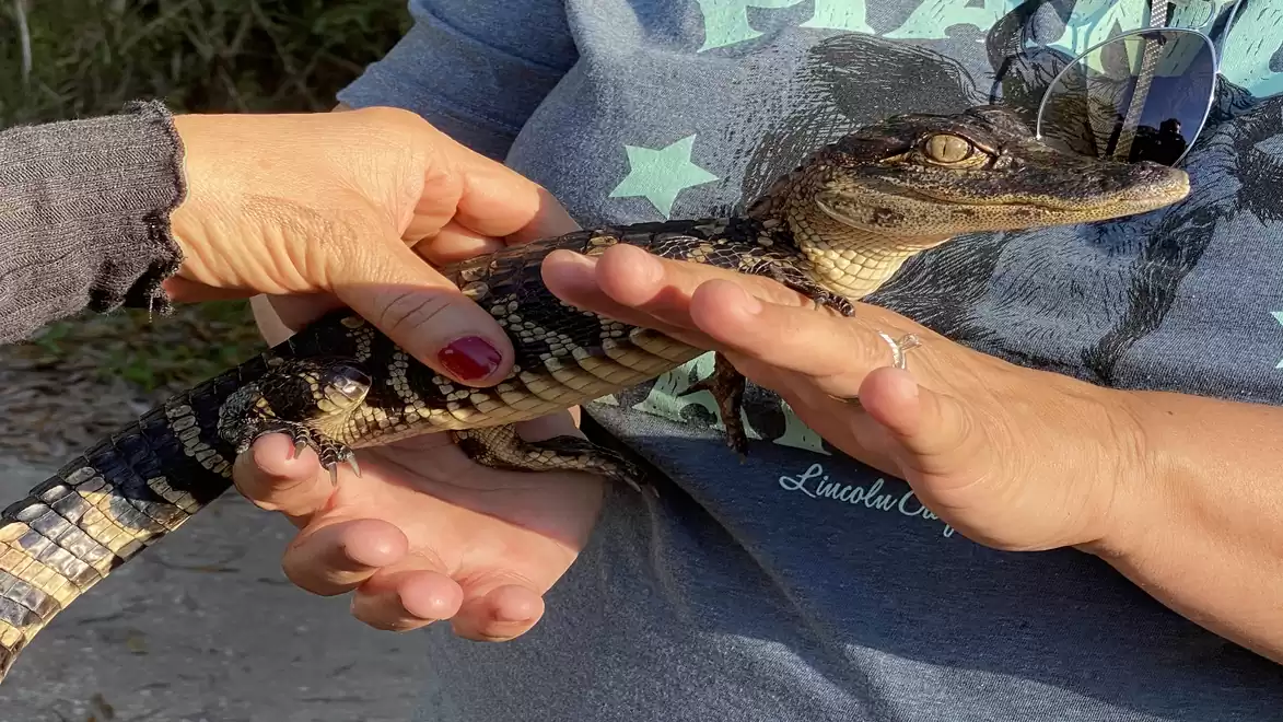 A small alligator is being held by two people.