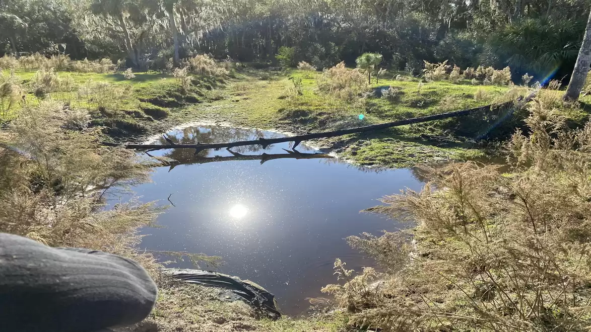 A small pond in a natural setting with green grass and trees reflecting sunlight.