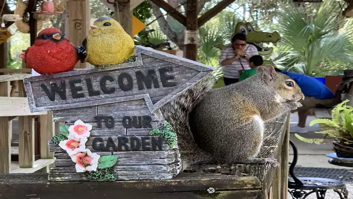 A squirrel sits next to a sign with the inscription 'Welcome to our garden', decorated with two colorful birds and flowers, in a garden setting.