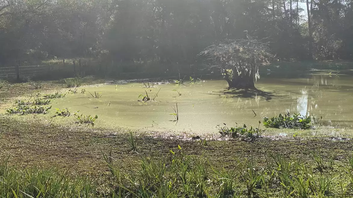 A sunny pond with algae cover and a tree in the center, surrounded by green vegetation.
