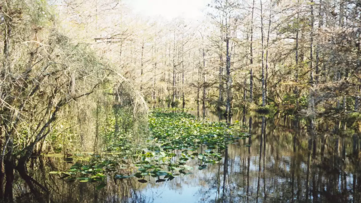 Image of a swamp area with calm water, surrounded by trees and covered with water lilies.