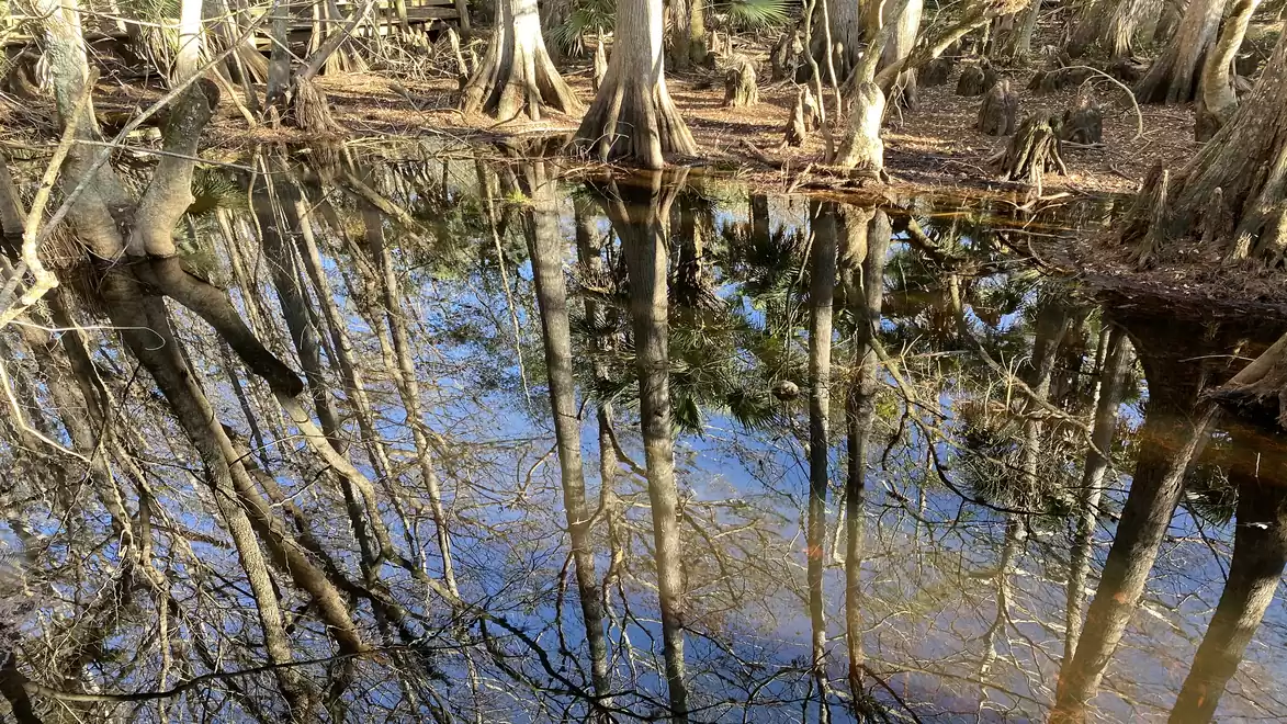 Swamp landscape with bare tree trunks reflecting in calm water.