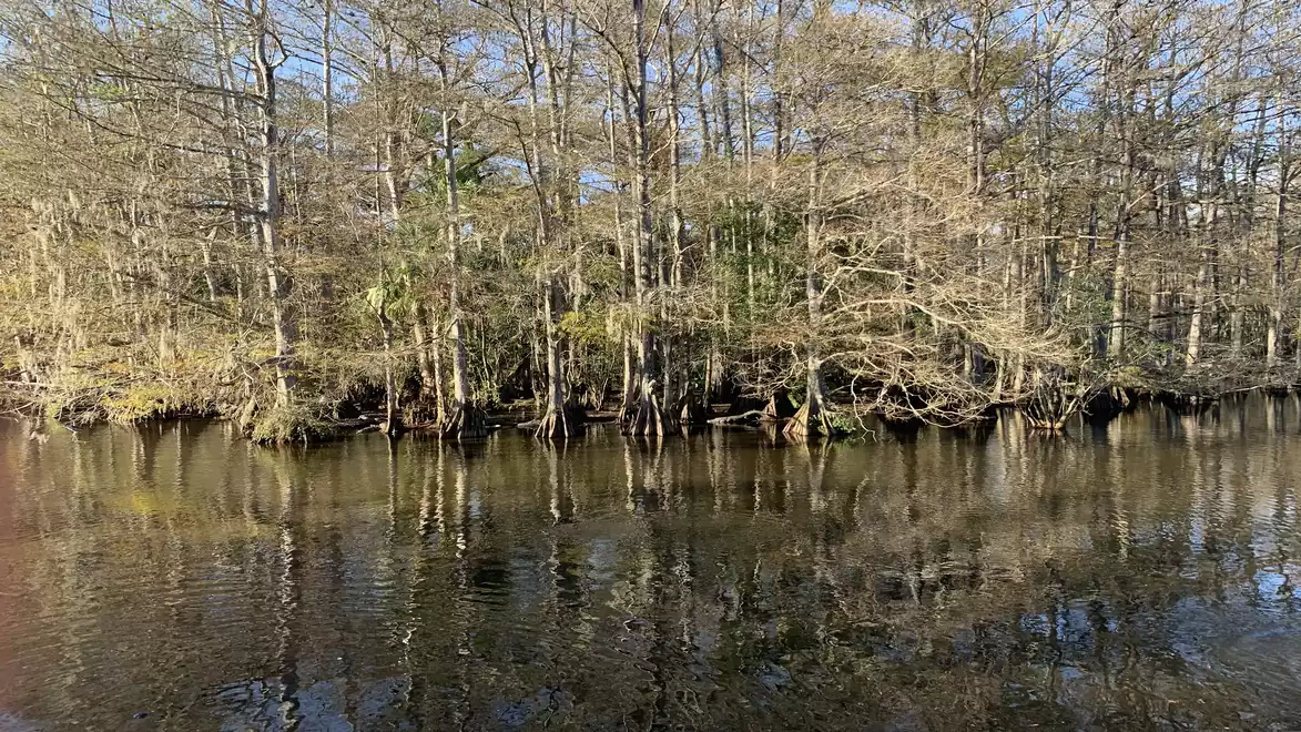 A tranquil river lined with trees reflects the riverside vegetation. The bare branches of the trees extend into the bright blue sky.