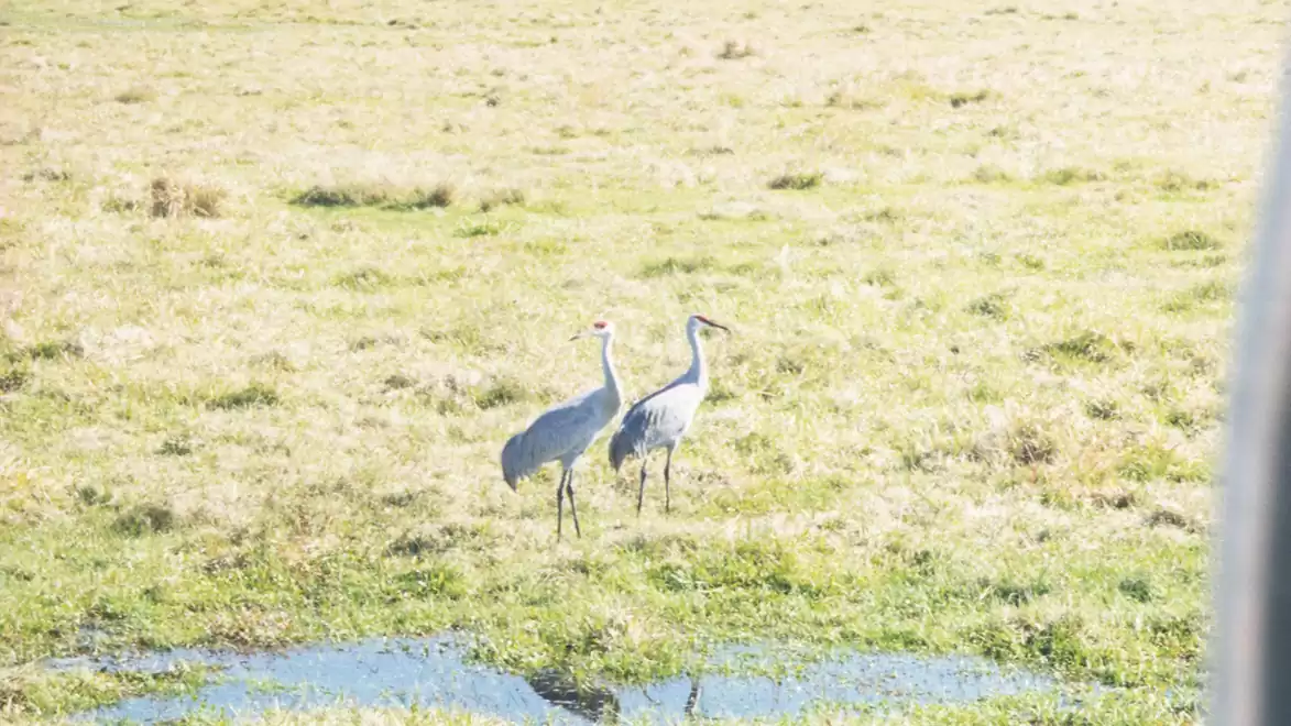Two cranes standing on a green meadow with small water patches.
