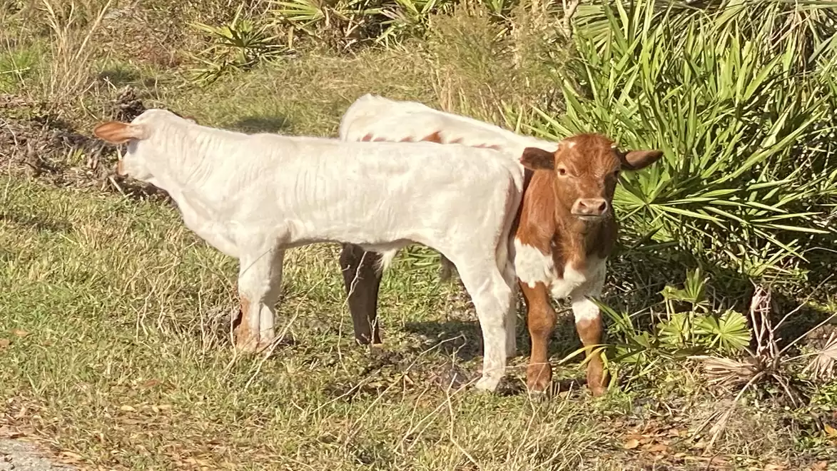 Two young calves standing in the grass next to green shrubs.