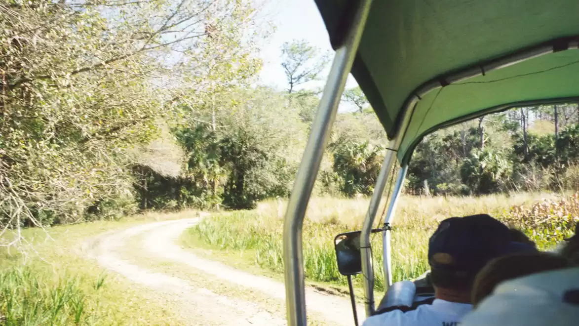 View from a safari vehicle looking at a winding dirt road through a green landscape.