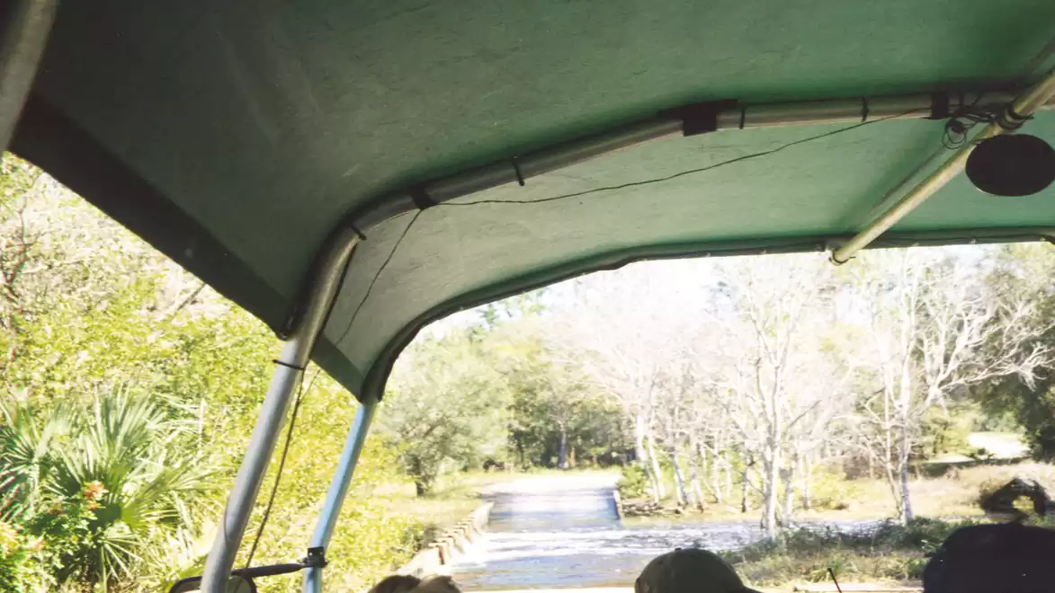 View from an open safari vehicle on a tree-lined road on a sunny day.