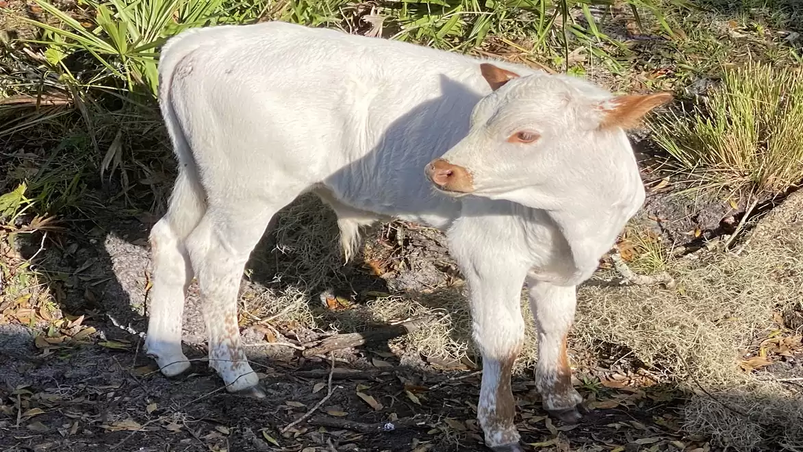 A young white calf standing outdoors on a sunny field surrounded by grass and plants.