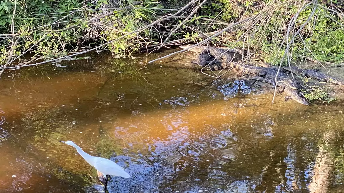A white heron stands motionless in a shallow river, while a crocodile rests on the bank in the shade. The scene is surrounded by green vegetation.