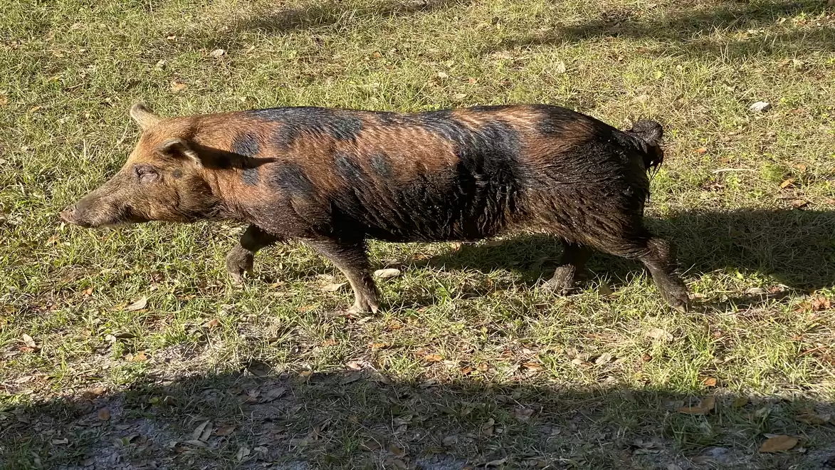 A wild boar walking across a grassy area in daylight.