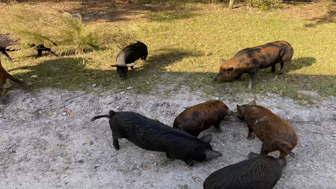 A group of wild boars on a grassy area, some are black, others are brown and spotted. They are foraging on the ground in a natural setting.