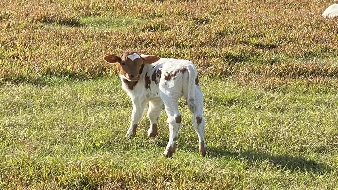 A young calf stands on a green meadow in daylight.
