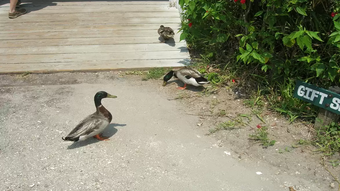 Ducks walking on a gravel path next to a wooden platform and green bushes.